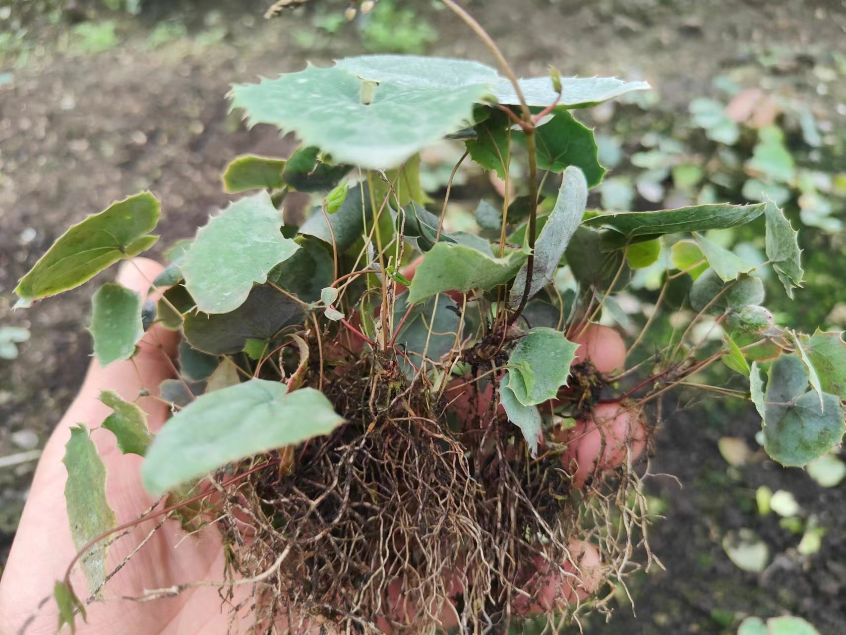 江西收购淫羊藿种子