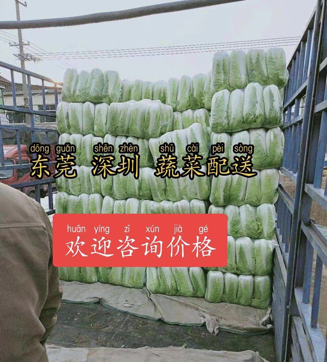 橫瀝鎮(zhèn)蔬菜配送供應(yīng)