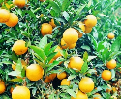 沙田蔬菜配送電話