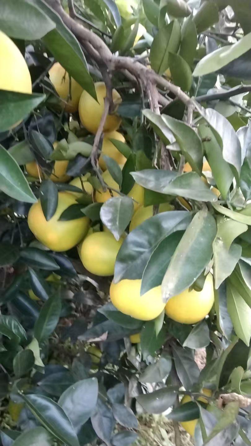 晚橙大小与甜度关系