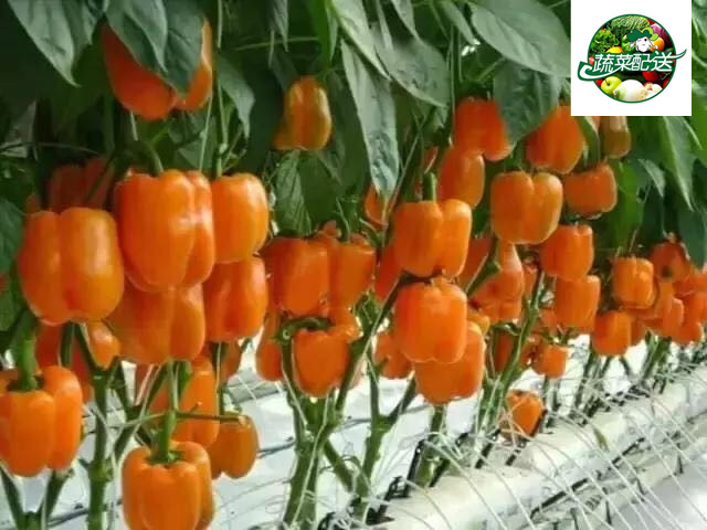 茶山食堂承包电话