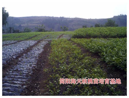 供应核桃苗-核桃苗的生长环境，核桃苗的种植条件，核桃苗的适应环境