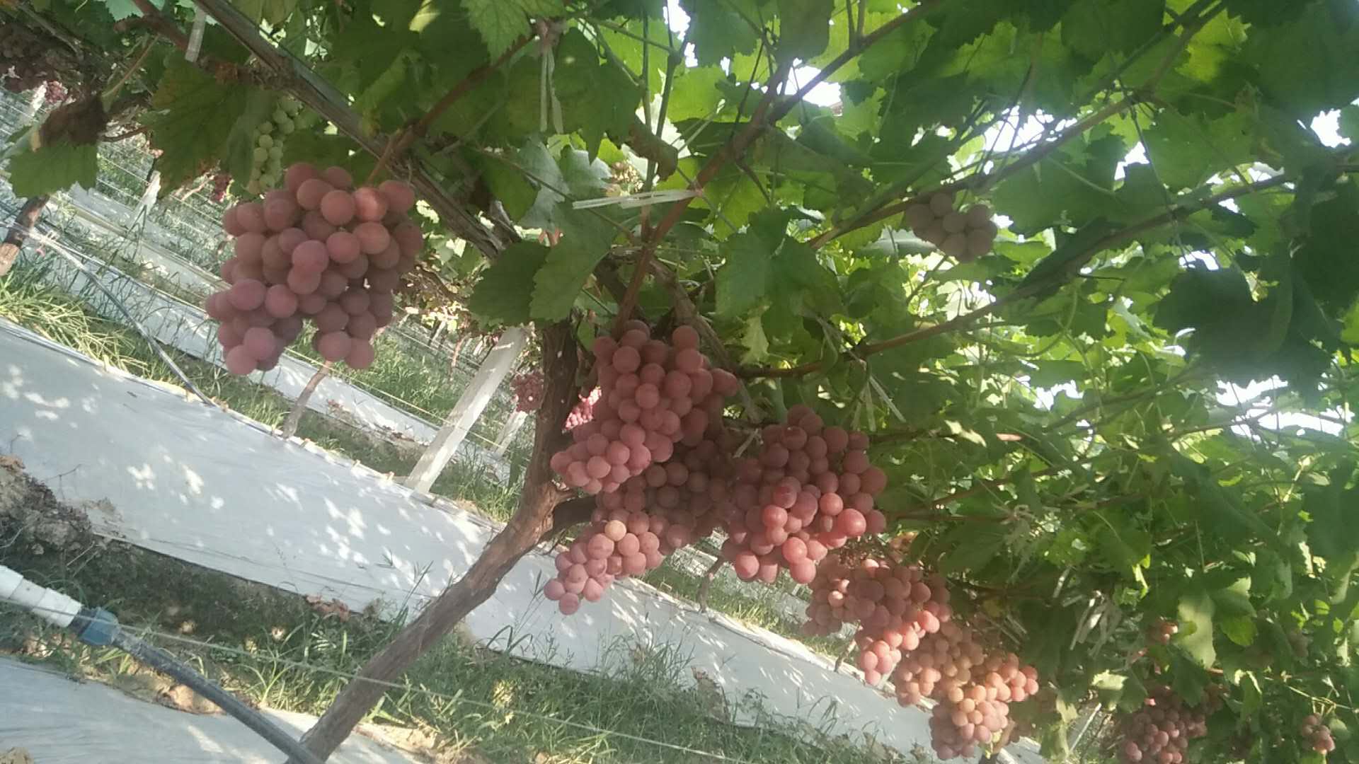 肥西县家庭农场提子种植销售好不好吃