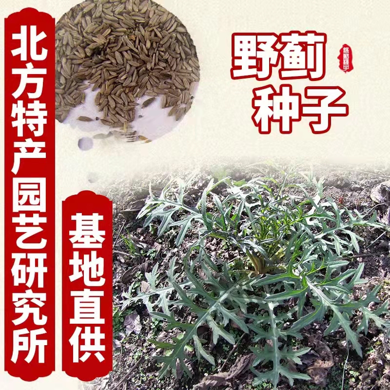 北方特产园艺研究所出售野蓟 可直接种植