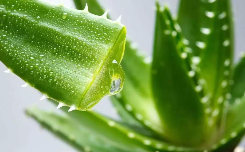 芦荟含量检测，芦荟第三方成分检测机构