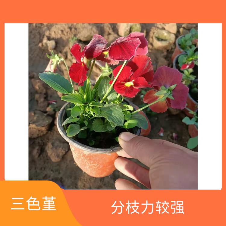 沈阳三色堇批发价格 株形低矮 花形美 生长快速