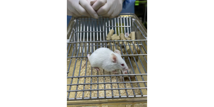 松江区提供动物模型购买 创新服务 上海东寰生物科技供应